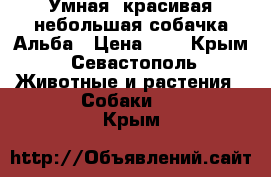 Умная, красивая небольшая собачка Альба › Цена ­ 1 - Крым, Севастополь Животные и растения » Собаки   . Крым